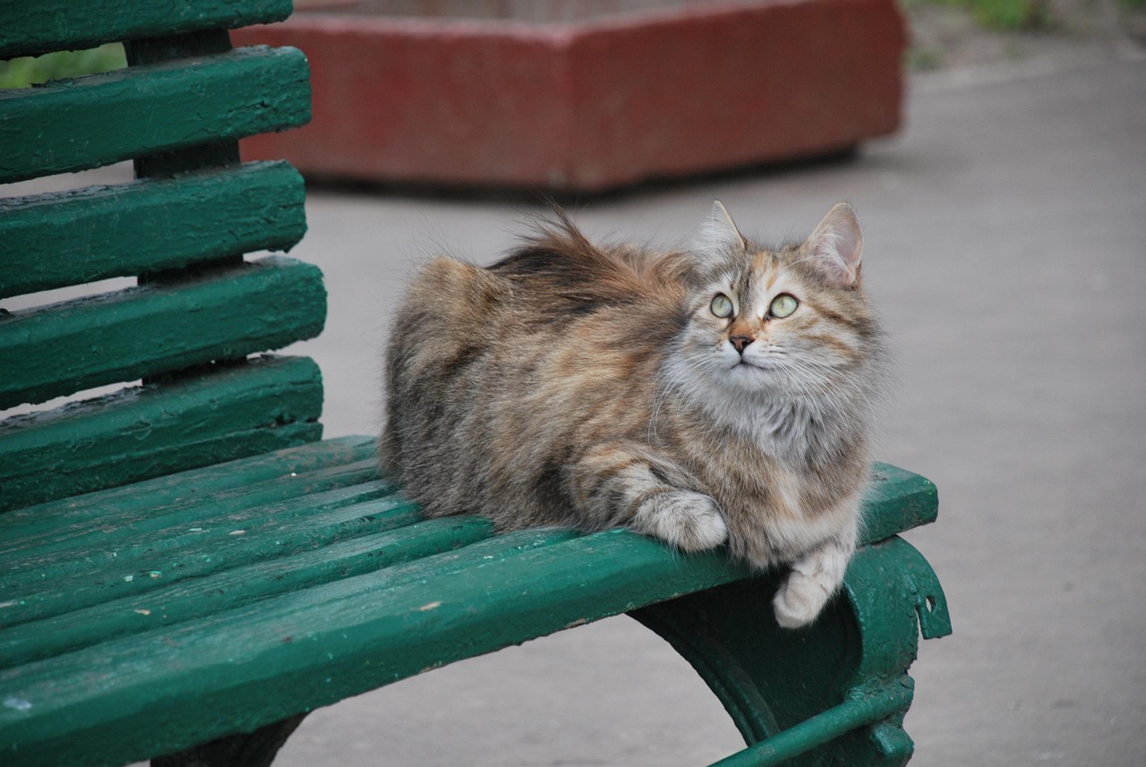 巴西vs瑞士猫咪，当足球王国遇上喵星人，这场对决到底谁赢了？
