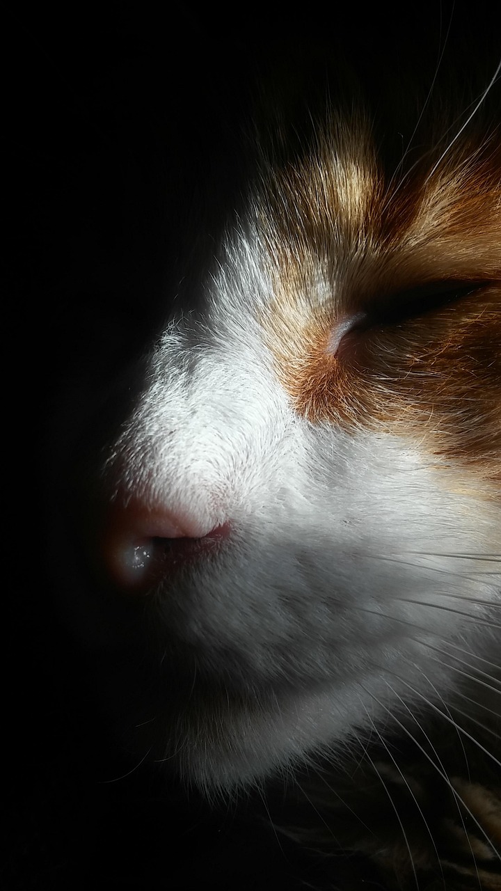 奇异对决山猫，一场被数据打脸的预测，我赌你猜不中结局